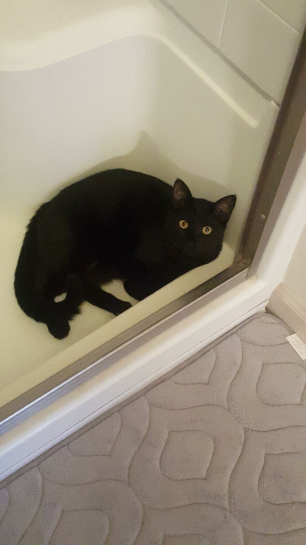 He likes to chill in the shower Cats N' Kittens Cat Pictures Cute