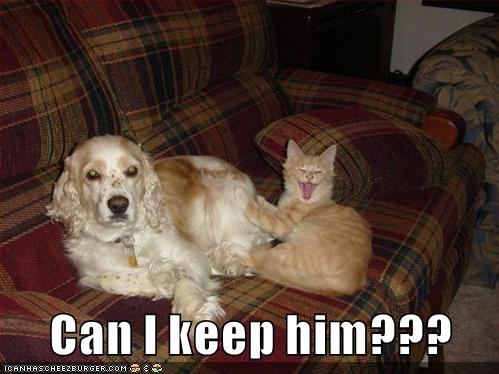 He Followed Me Home! - I Has A Hotdog - Dog Pictures - Funny pictures