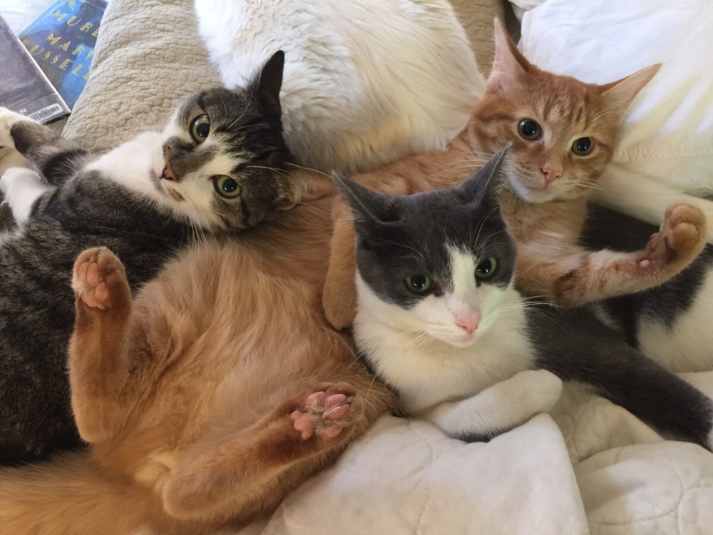 Cuddle Puddle Cats N' Kittens Cat Pictures Cute Kittens