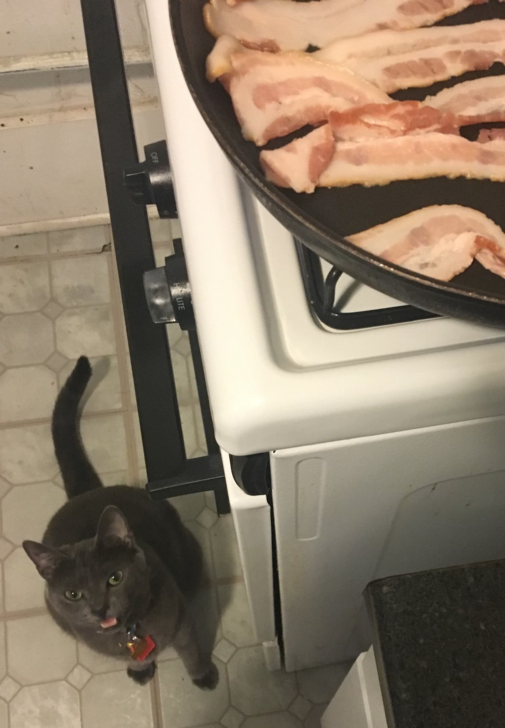 I can has bacon? - Cats N' Kittens - Cat Pictures - Cute Kittens