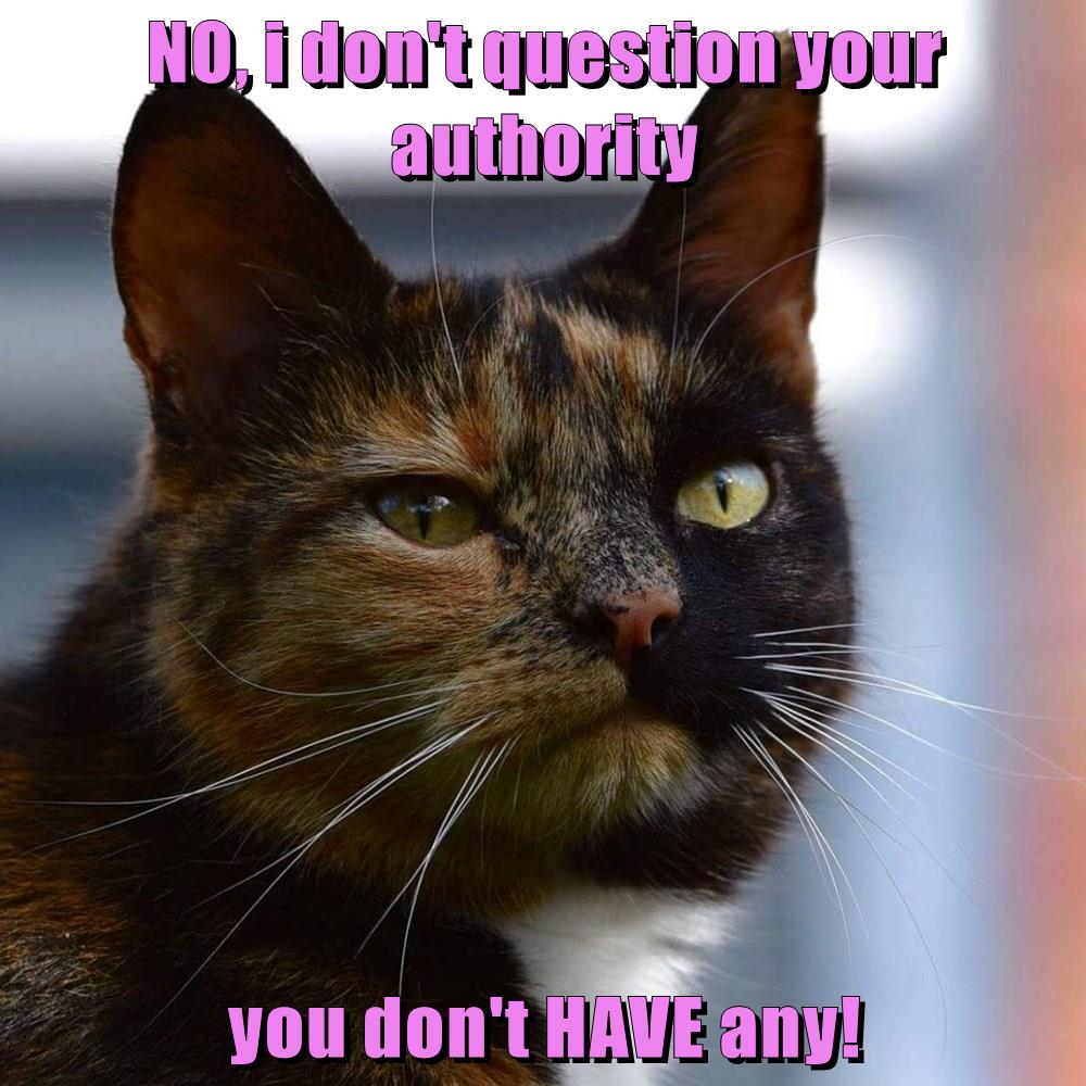 Only A Fool Thinks He Is In Charge Of His Cat. Lolcats lol cat