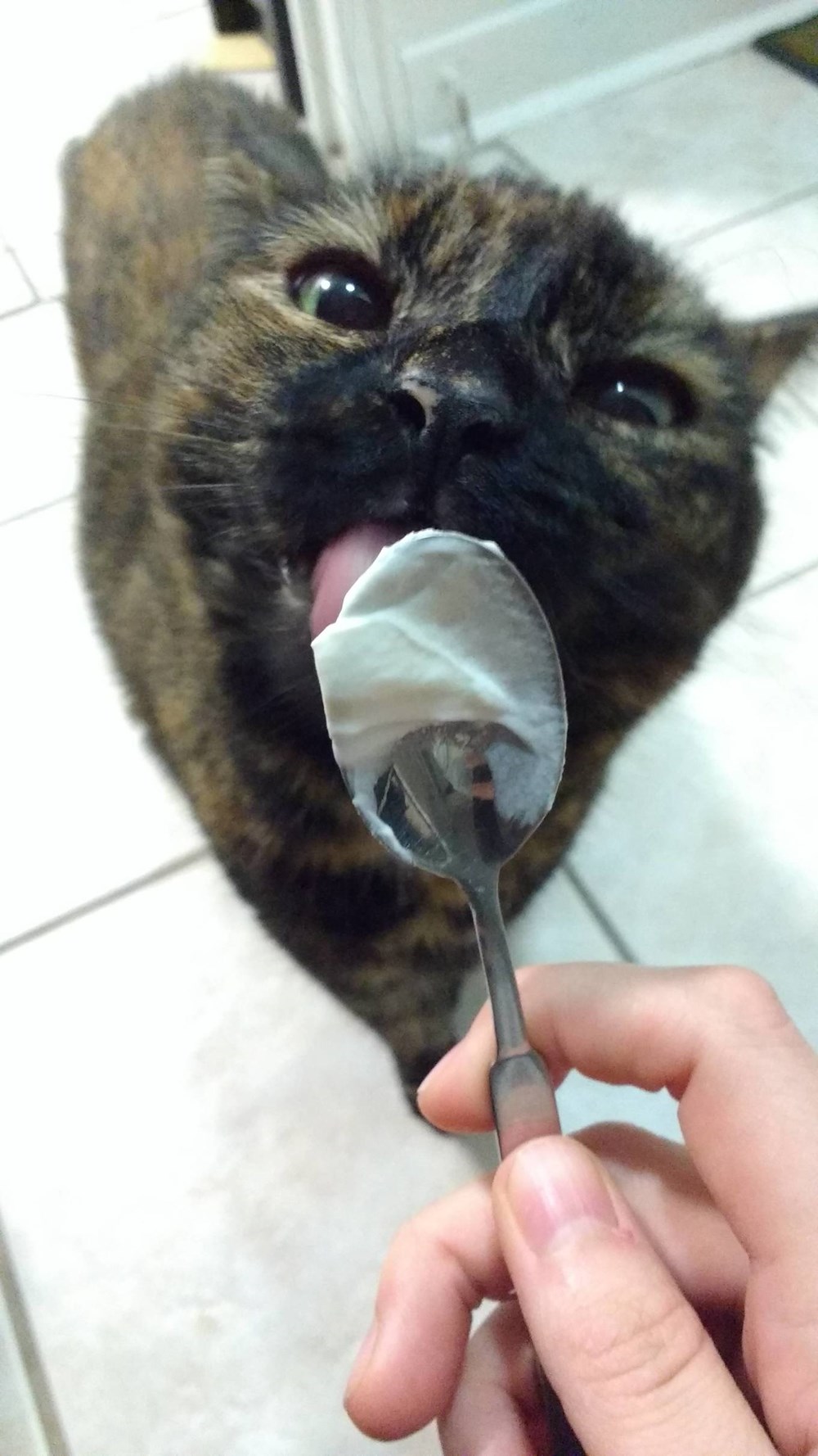 I Can Has Cheezburger? Cats Page 343 Funny Cats Cat