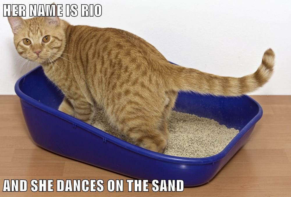 HER NAME IS RIO AND SHE DANCES ON THE SAND - Lolcats - lol | cat memes ...