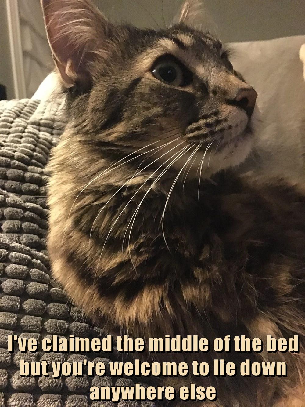 except amywhere on the bed - Lolcats - lol | cat memes | funny cats