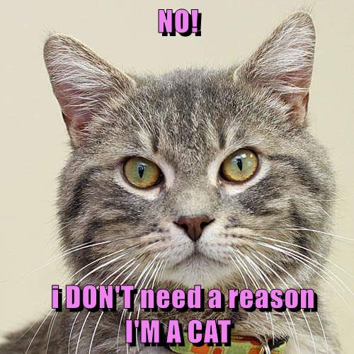 NO! i DON'T need a reason I'M A CAT - Lolcats - lol | cat memes | funny ...