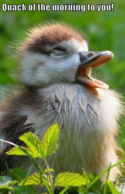 Good Morning, Duck! - I Can Has Cheezburger?