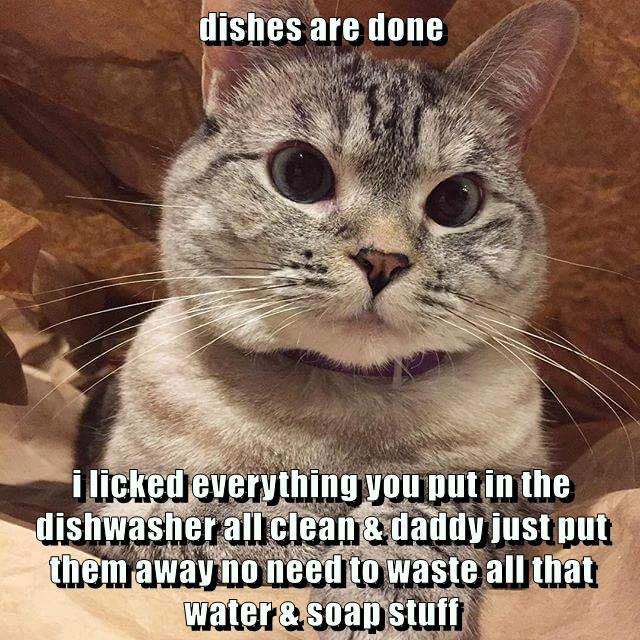 Daddy And I Got The Dishes Washed In No Time, LicketySplit! Lolcats