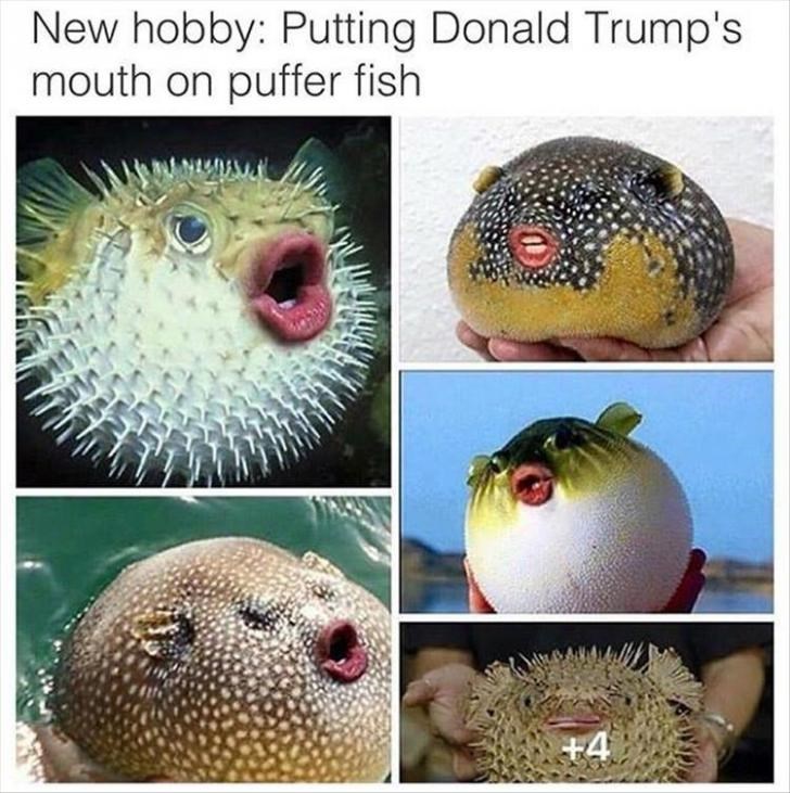 Memebase - pufferfish - All Your Memes In Our Base - Funny Memes ...