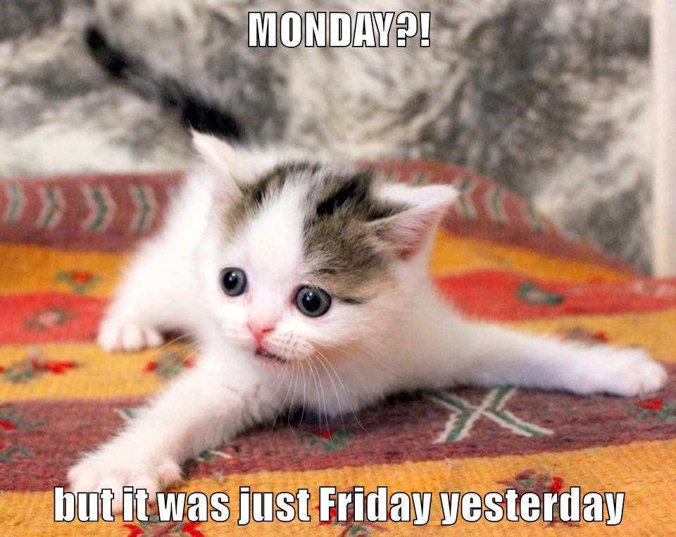 Monday But It Was Just Friday Yesterday Lolcats Lol