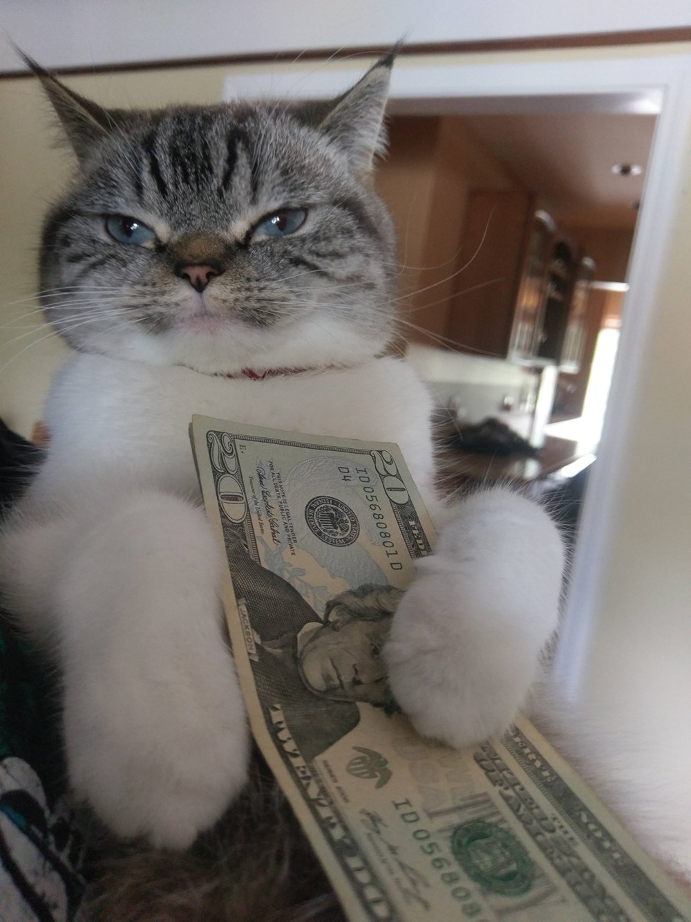 When Your Cat Has More Money Than You - Cats N' Kittens - Cat Pictures ...