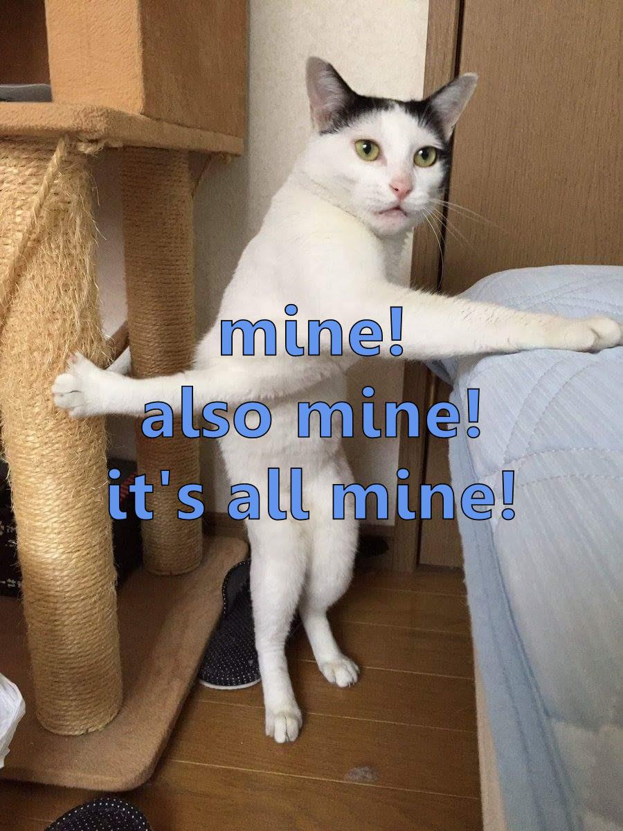 mine! also mine! it's all mine! - Lolcats - lol | cat memes | funny cats | funny cat