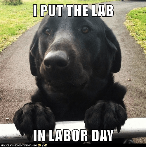 Happy labor 2024 day dog