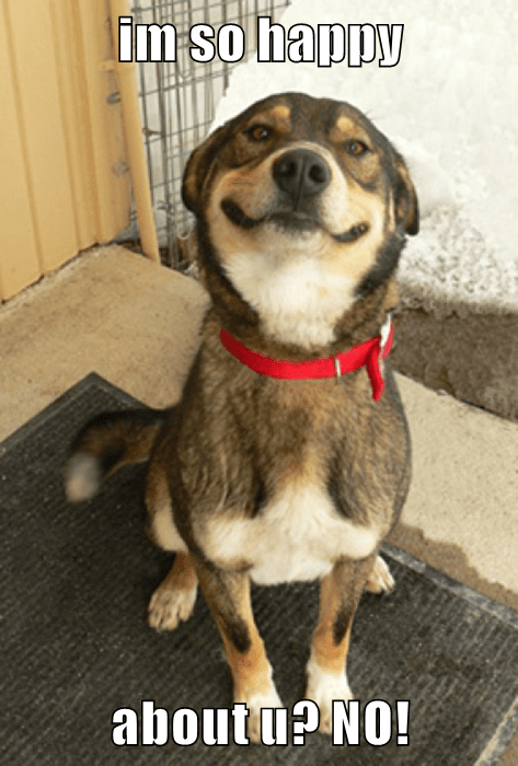 im so happy about u? NO! - I Has A Hotdog - Dog Pictures - Funny pictures  of dogs - Dog Memes - Puppy pictures - doge