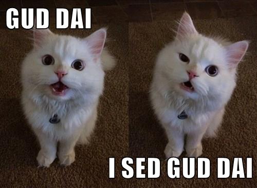 Wuz ai speaking plainly? - Lolcats - lol | cat memes | funny cats ...