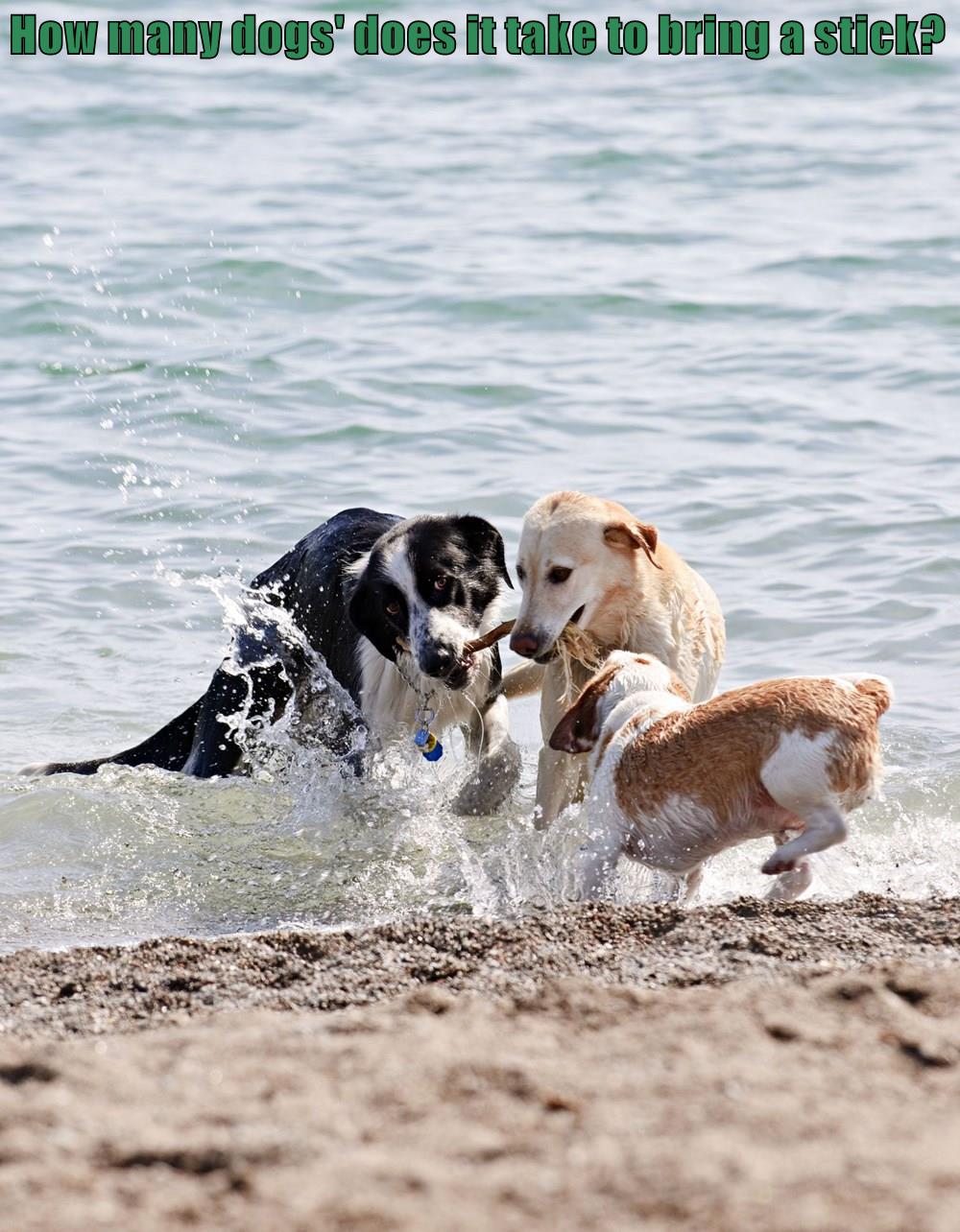How many dogs' does it take to bring a stick? I Has A Hotdog Dog Pictures Funny pictures