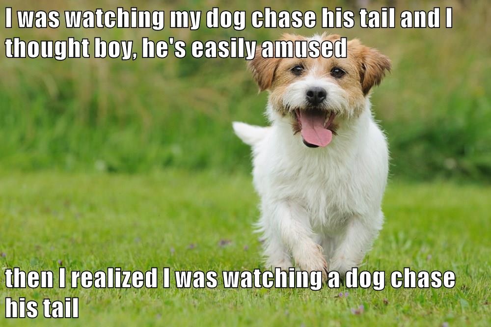 I was watching my dog chase his tail and I thought boy, he's easily