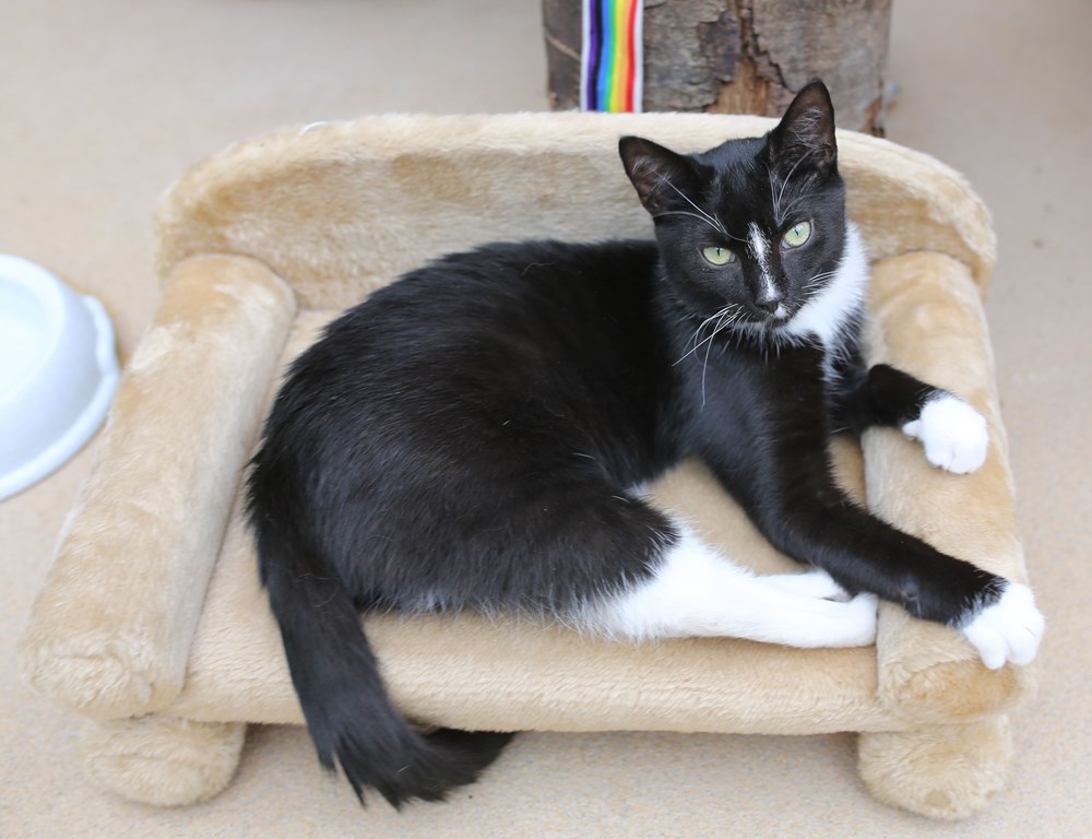 Comfy Kitty Couch Cats N' Kittens Cat Pictures Cute Kittens