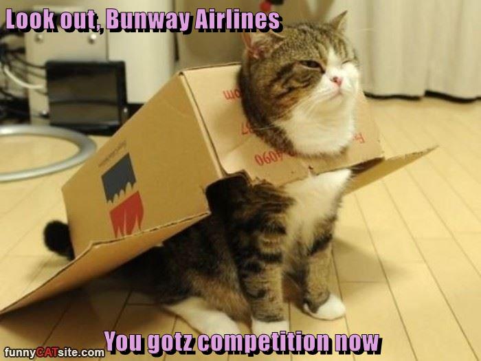Maru Airways is taking off! - Lolcats - lol | cat memes | funny cats