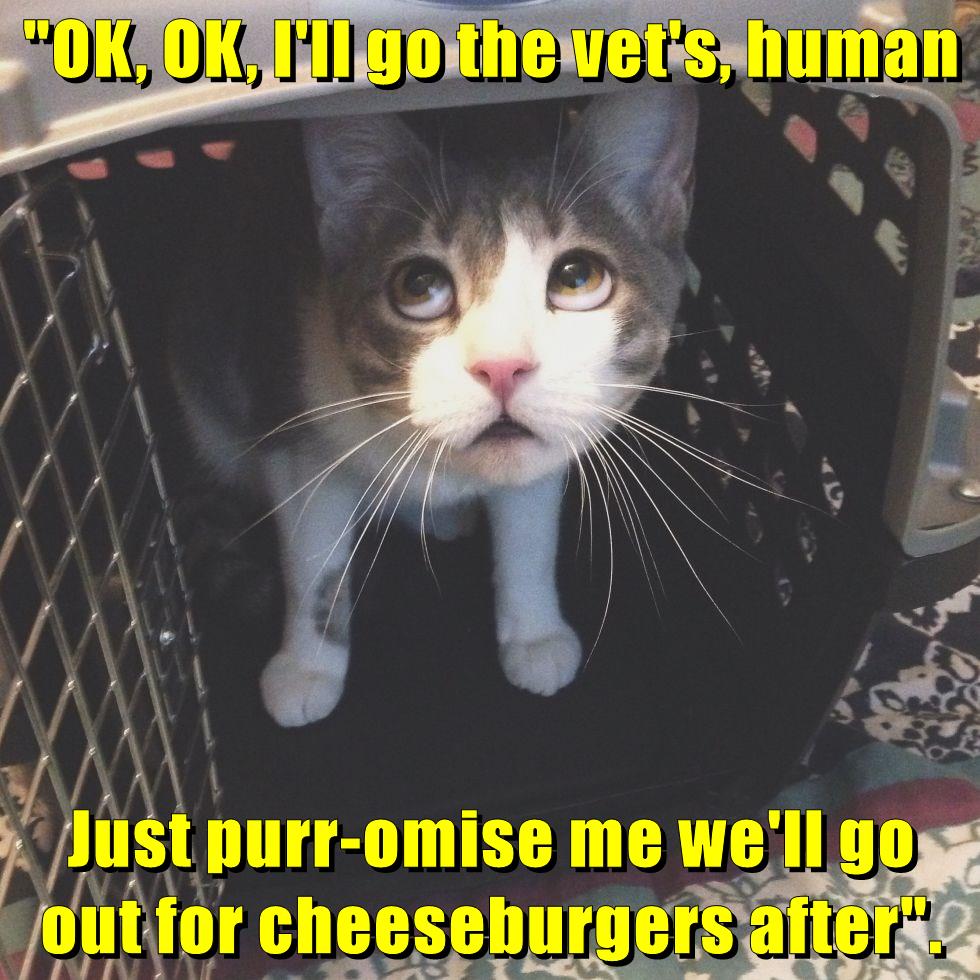 I want it my way! Lolcats lol cat memes funny cats funny cat