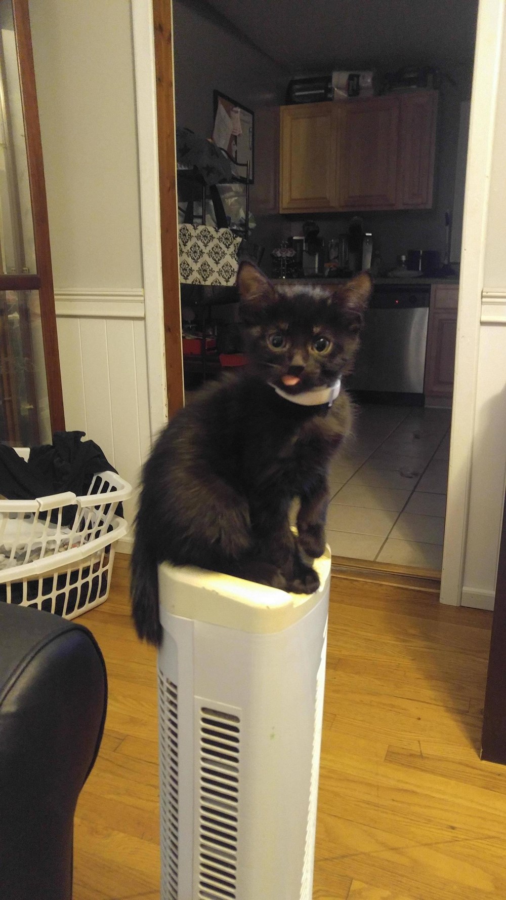 Aawdorable Cats And Kittens Drinking From Straws - I Can Has Cheezburger?