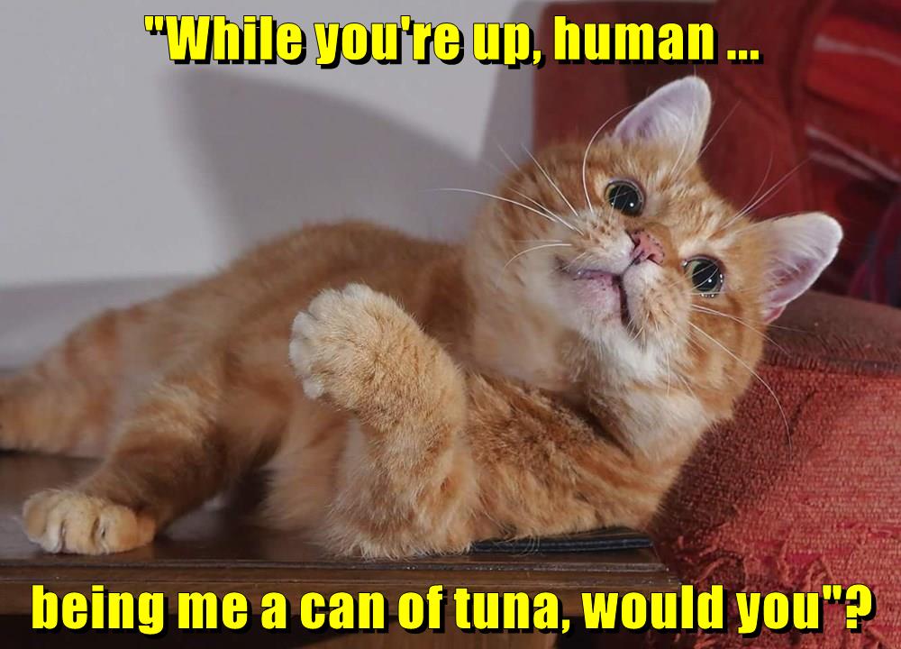 "While you're up, human ... being me a can of tuna, would ...