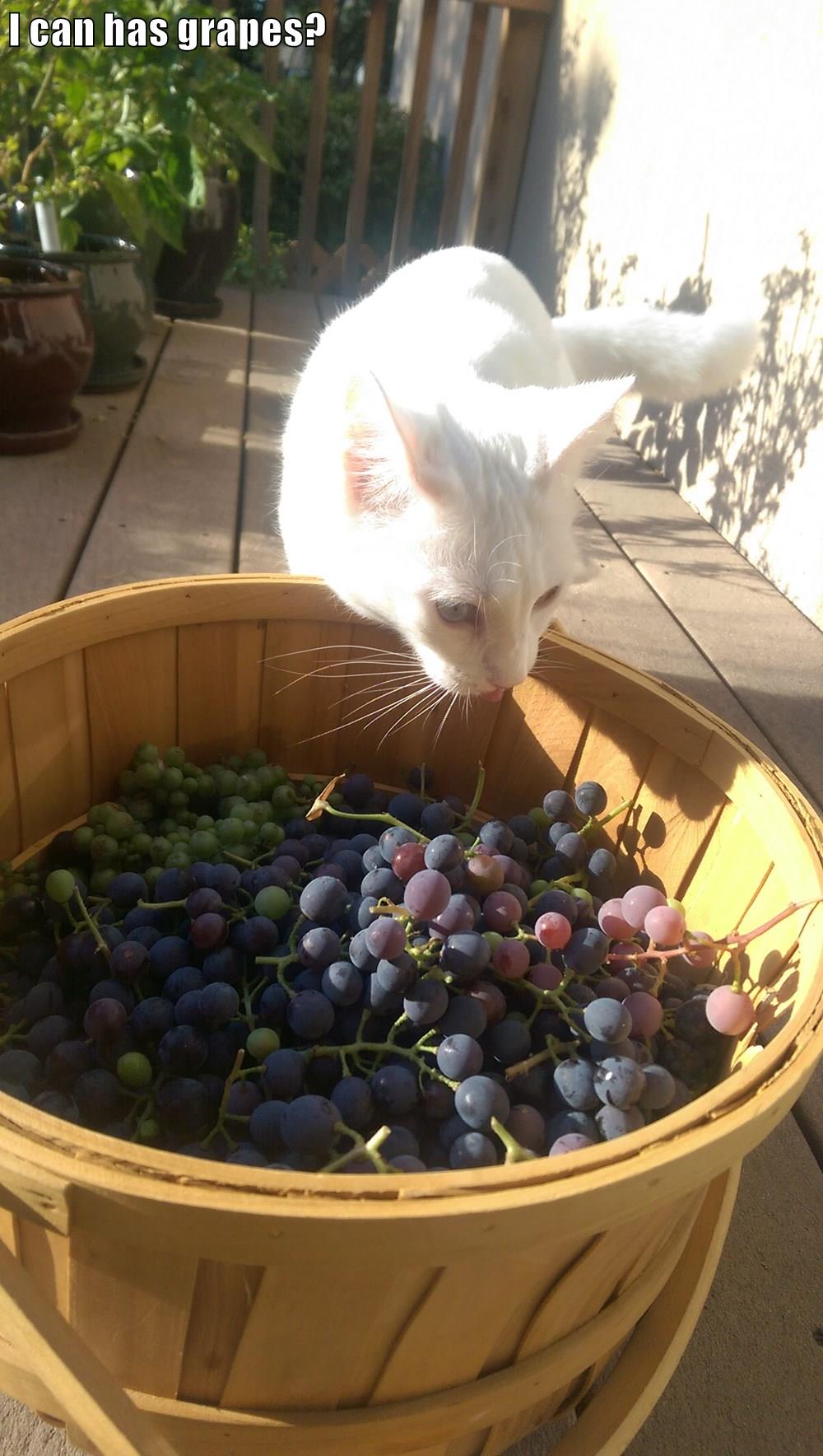 I can has grapes? Lolcats lol cat memes funny cats funny cat