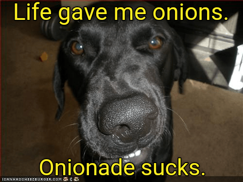 Those aren't lemons. - I Has A Hotdog - Dog Pictures - Funny pictures ...