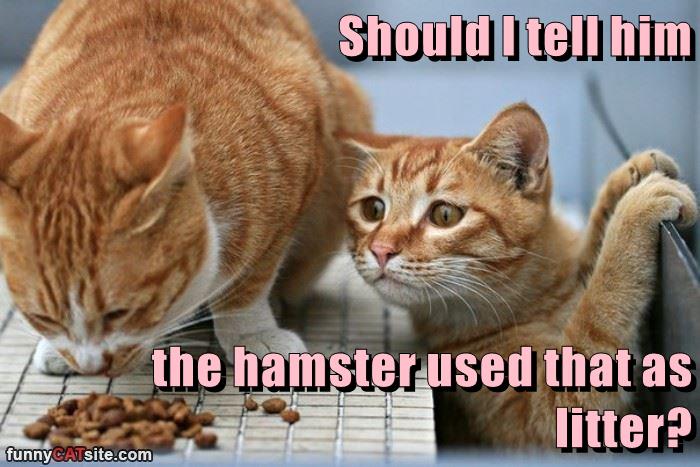 Should I tell him the hamster used that as litter? - Lolcats - lol ...