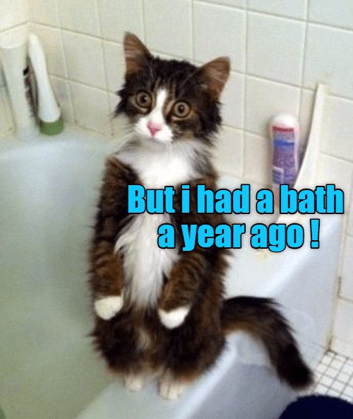 Cat Year Had Bath Caption 8977181696