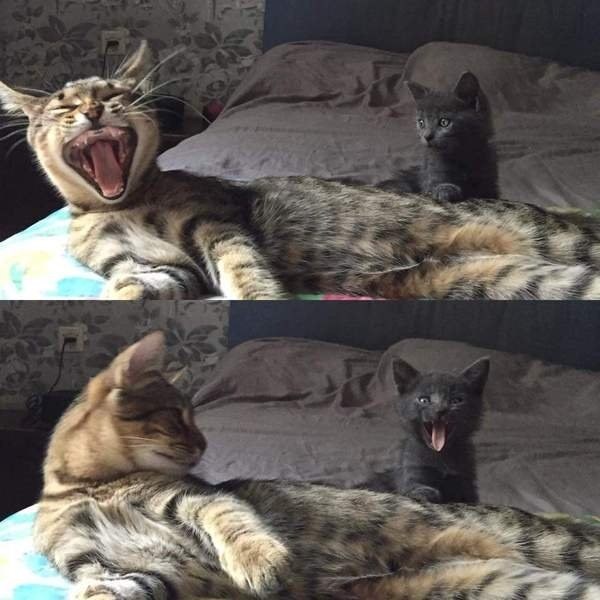 Yawning Is Contagious - I Can Has Cheezburger?