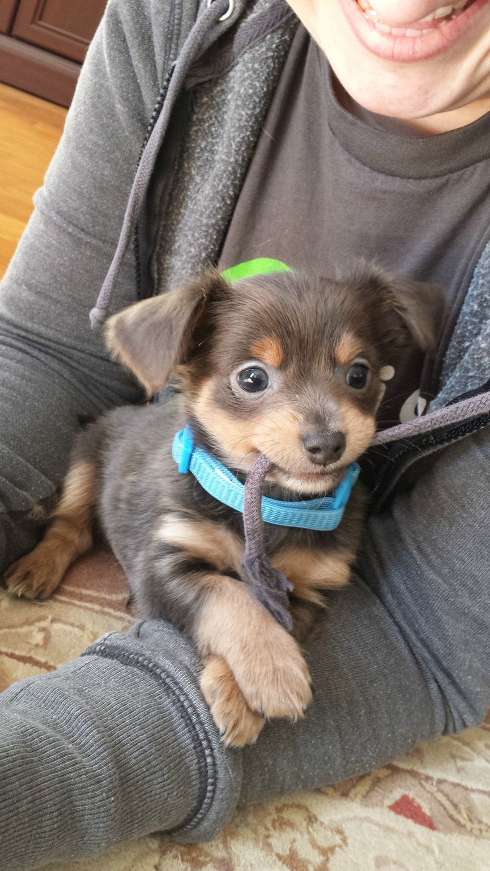 Overly Attached Puppy I Can Has Cheezburger?