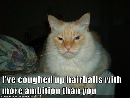 I've coughed up hairballs with more ambition than you - Lolcats - lol ...