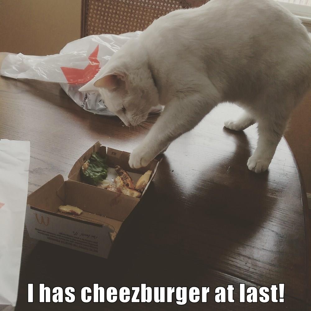 BURP! I May Get In Trouble For This, But It Was SO Worth It! Lolcats lol cat memes funny
