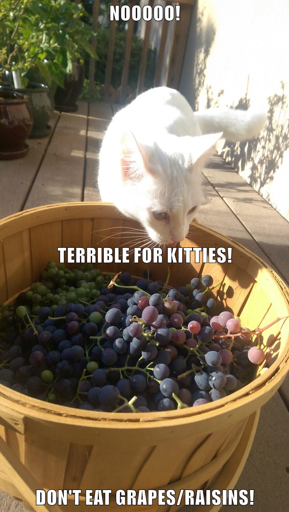 NOOOOO! TERRIBLE FOR KITTIES! DON'T EAT GRAPES/RAISINS! Lolcats lol
