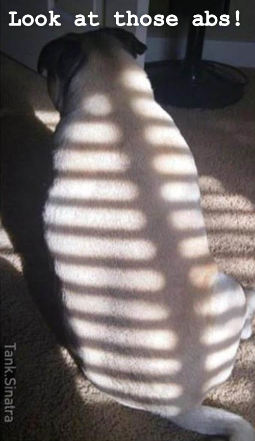 Look at those abs! I Has A Hotdog Dog Pictures Funny pictures of