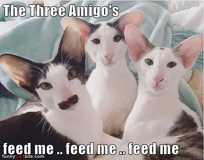 The Three Amigo's feed me .. feed me .. feed me Lolcats lol cat