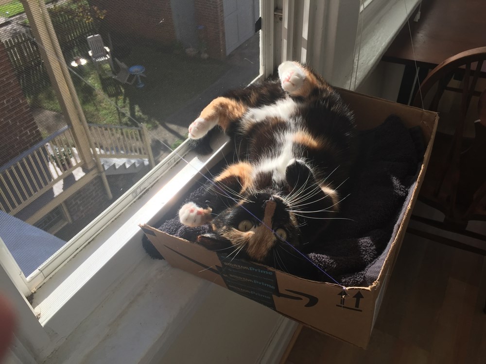 She Loves Her Makeshift Window Box Cats N' Kittens Cat Pictures