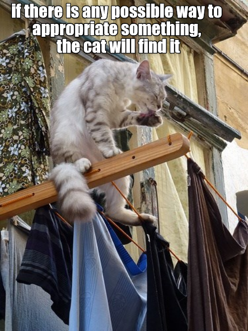 Lolcats inappropriate LOL at Funny Cat Memes Funny cat pictures with words on them lol