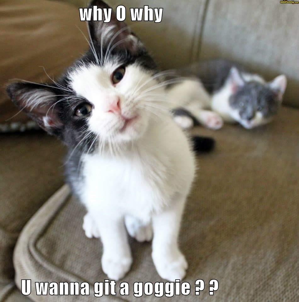 why O why U wanna git a goggie ? ? Lolcats lol cat memes funny