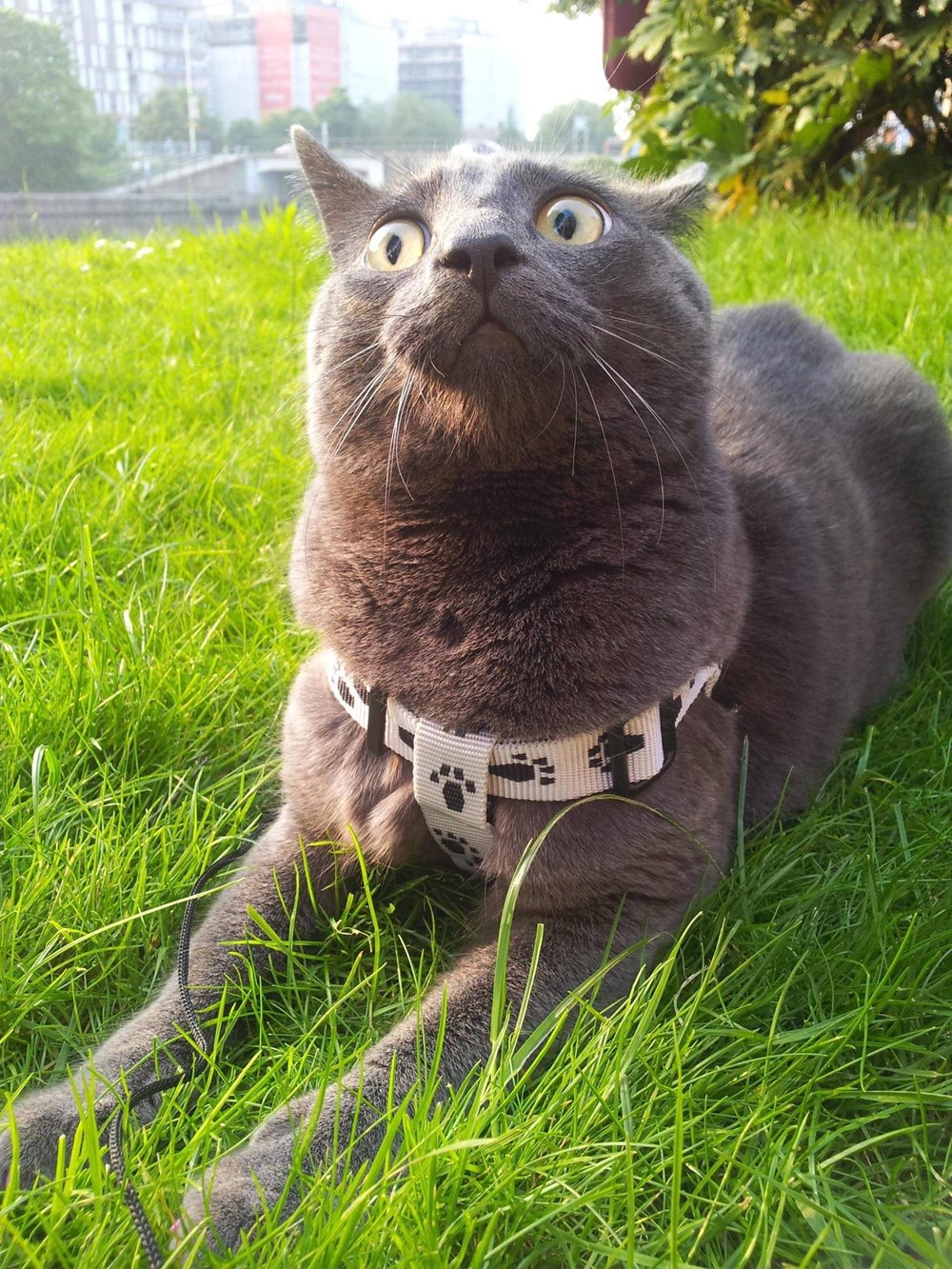 fur real pets pooping cat