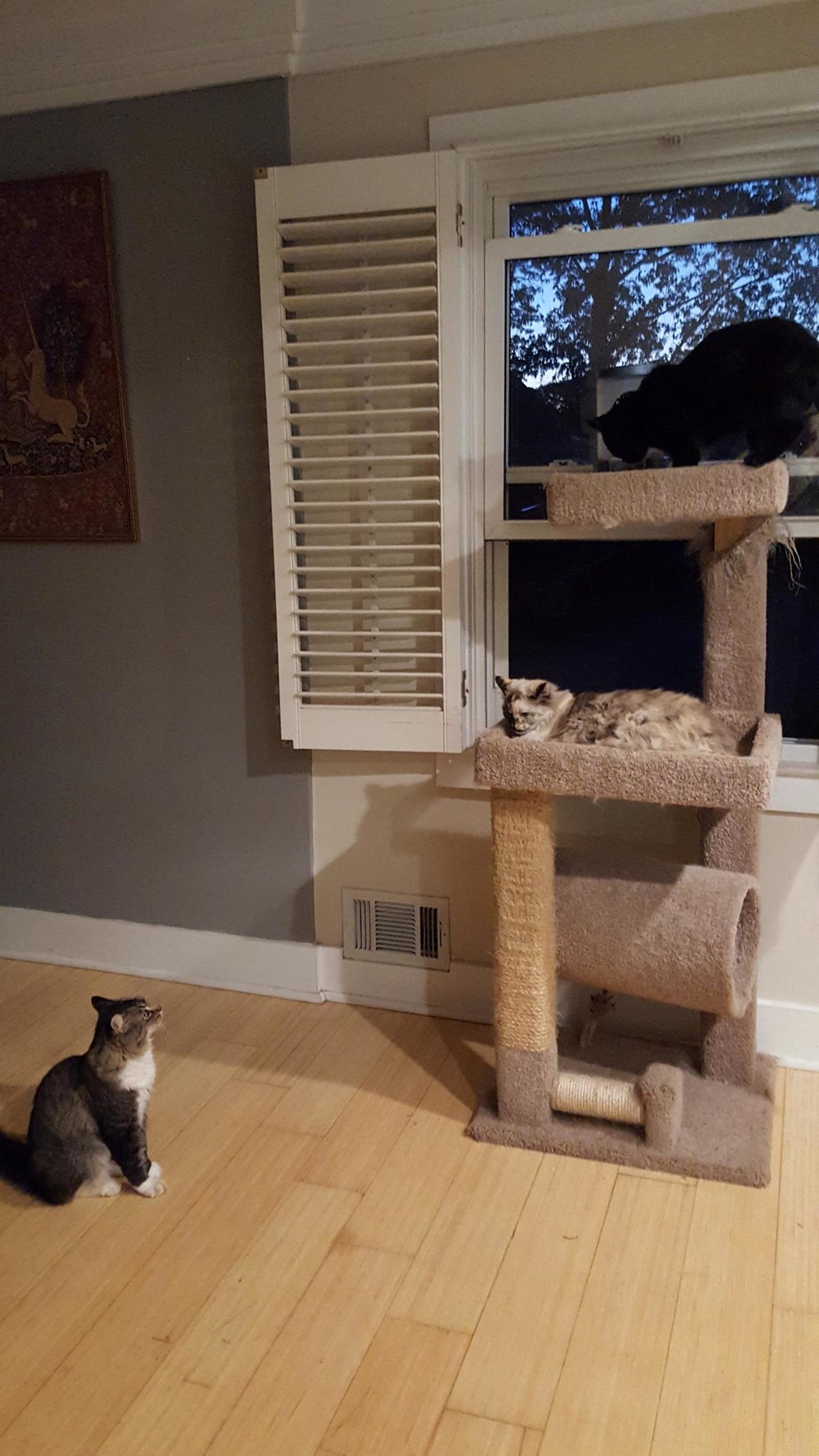 Stand off at the Cat Tree - Cats N' Kittens - Cat Pictures - Cute Kittens