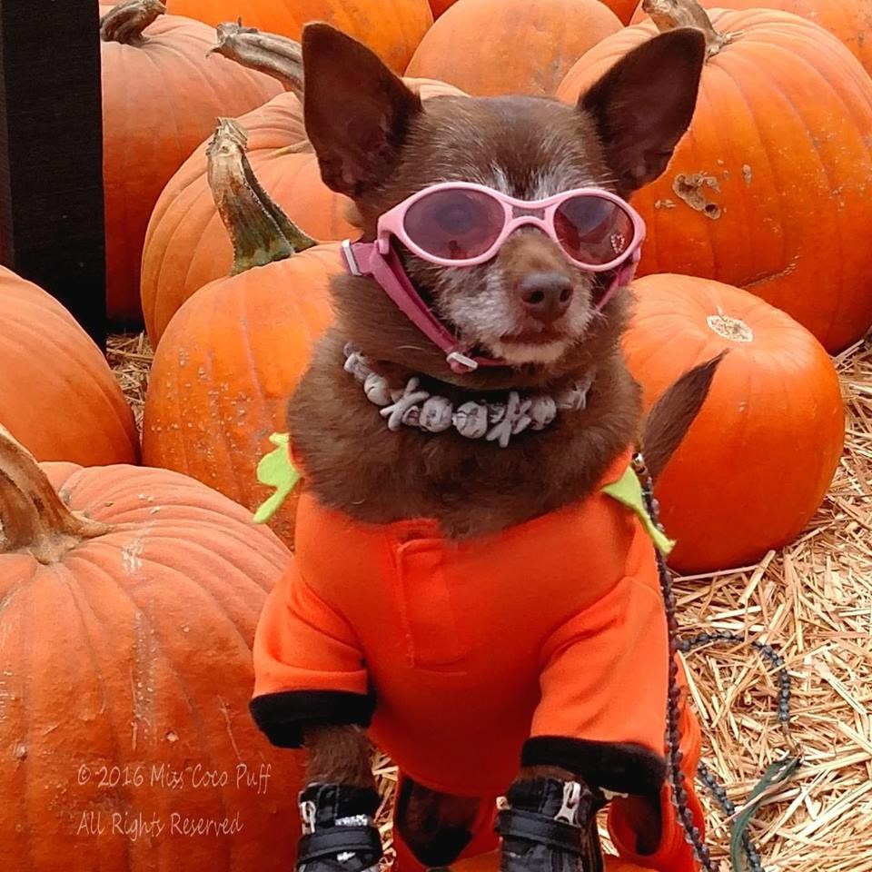 Miss Coco Puff Is Ready for Her Close up Now That Her Pumpkin Patch ...