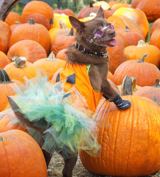 Miss Coco Puff Is Ready for Her Close up Now That Her Pumpkin Patch