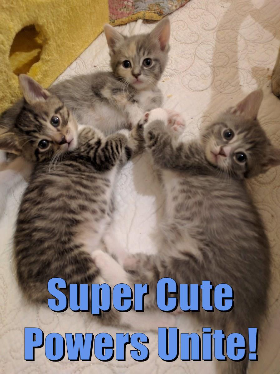 Super Cute Powers Unite! - Lolcats - lol | cat memes | funny cats