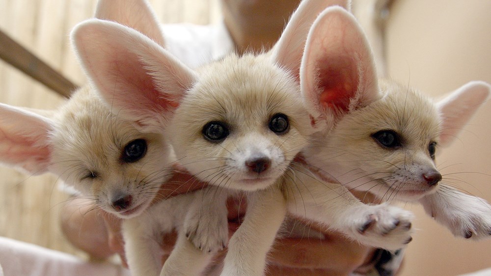 b baby fennec fox