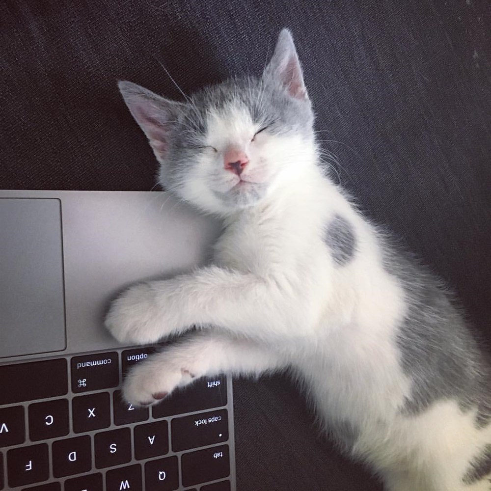 Working From Home Cats N' Kittens Cat Pictures Cute Kittens