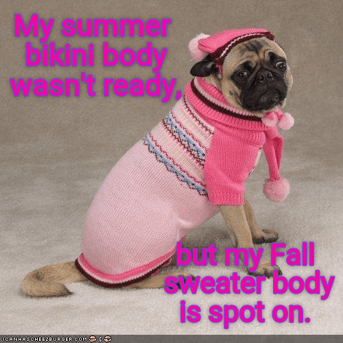sweater weather dog