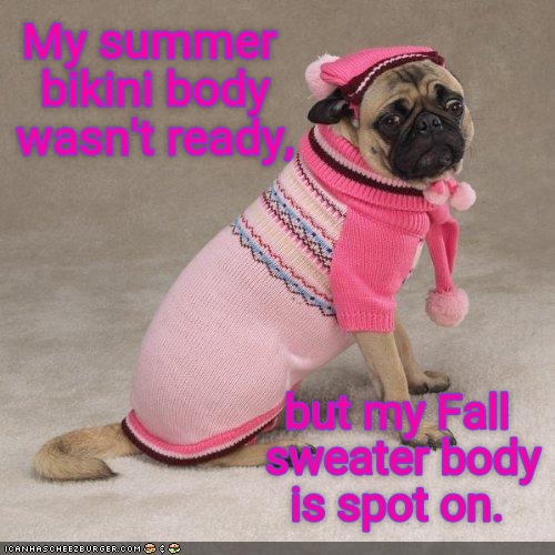 Sweater weather I Has A Hotdog Dog Pictures Funny pictures of