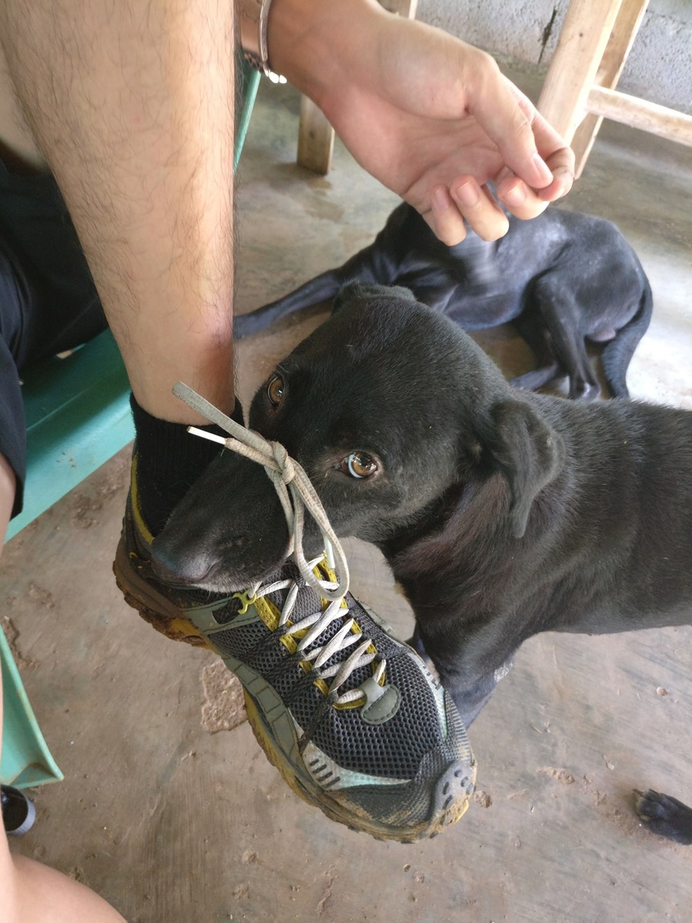 Was Trying to Tie My Shoelaces but Dog Got in the Way Doggos N' Puppers rare puppers pure