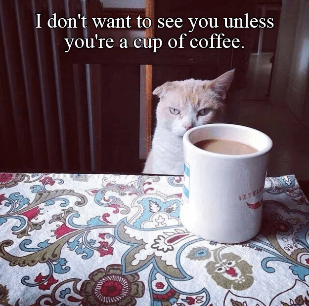 And you'd better not be de-caf... - Lolcats - lol | cat memes | funny ...